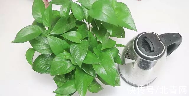 厨房|坏掉的电热水壶别再扔了,留在家里非常实用,能省不少钱