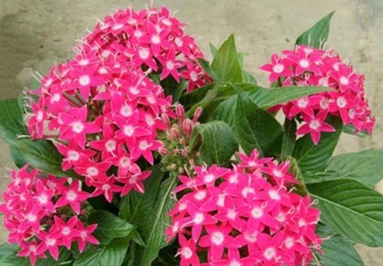 此花超漂亮，沾土就活，开花又大又艳，花形别致，散发芳香