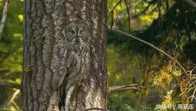 老年痴呆最准测试:如果能在1分钟内找到猫头鹰,大脑还健康的很
