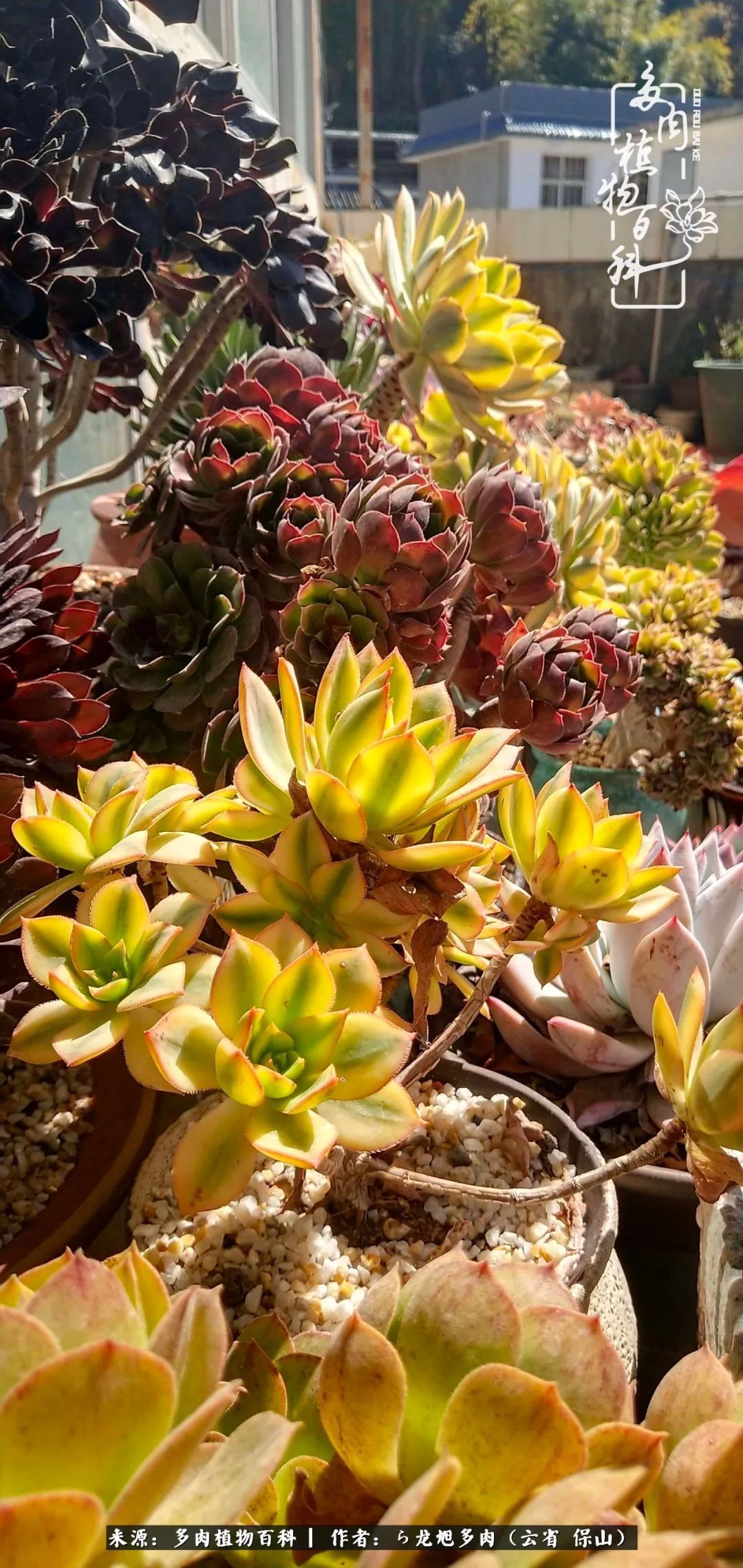 叶片|美了，美了！当秋天的风吹向你我的多肉！