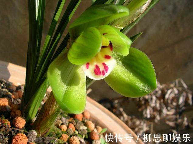 喜欢菊花,就养盆“珍品菊花”玉弥陀,花开似白玉绣球,一尘不染