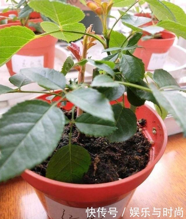 抹芽|想让月季冠幅快速变大,只要舍得,做好2点就行!