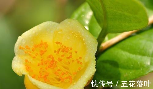 此花是“植物大熊猫”，色艳又浓香，营养丰富，适合居家养植！