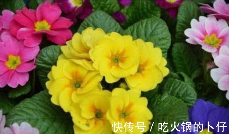 报春花报春花|谁见了都喜欢的3种花，家里养一盆，满屋飘香，你养了吗