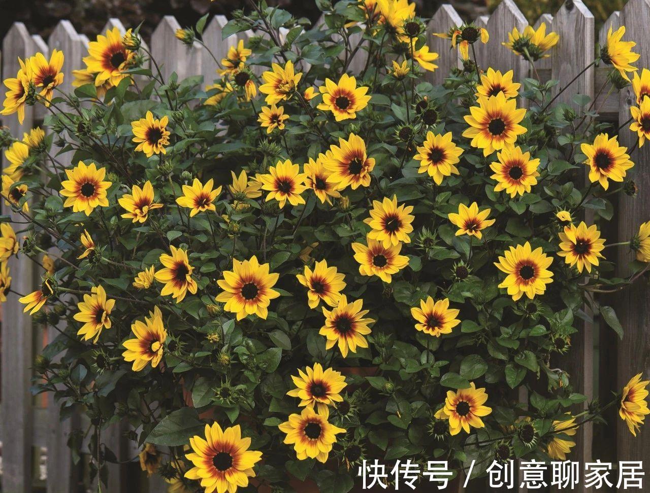 桂花|6种“黄金花”,秋天最好养,客厅摆一排,财气满满花爆棚