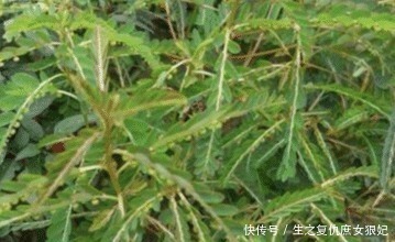 暑热腹泻|人称“阴阳草”,如今不多见,看到是福气,别拔,拔1棵少1棵