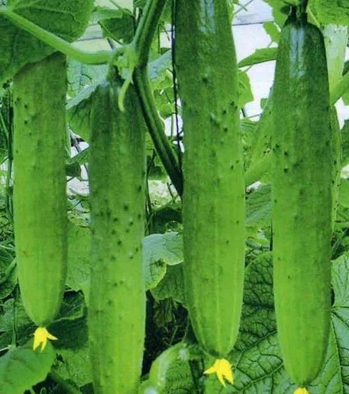 含有|女性想要皮肤好，常吃的食物，补血益气，滋养肌肤，排毒抗菌