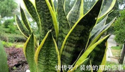 侧芽|比人高的“虎皮兰”，到底什么原因，让它这样疯长