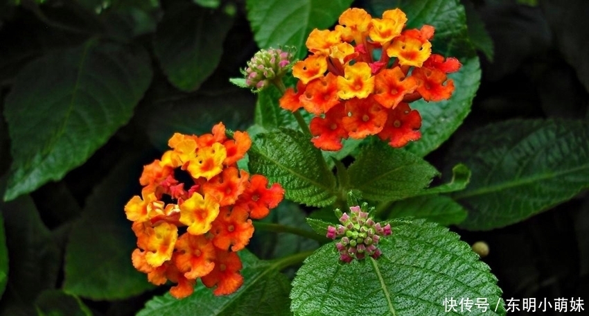 6种有臭味的花卉,颜值虽高味道难闻,建议不养!