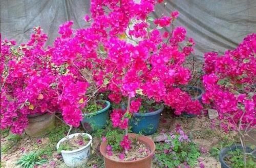 植株|冬天三角梅开完花，给它做好这几件事，休整好，来年才能开花更多