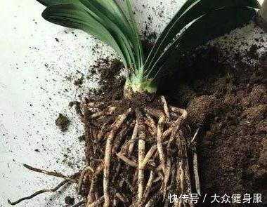 君子兰没花拉出来“砍一刀”,花芽多3倍,盆盆都是“大花球”!