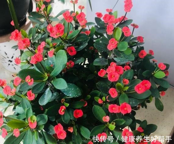 4种懒人植物,阳台养几盆,基本不用浇水,都能四季不停开花!