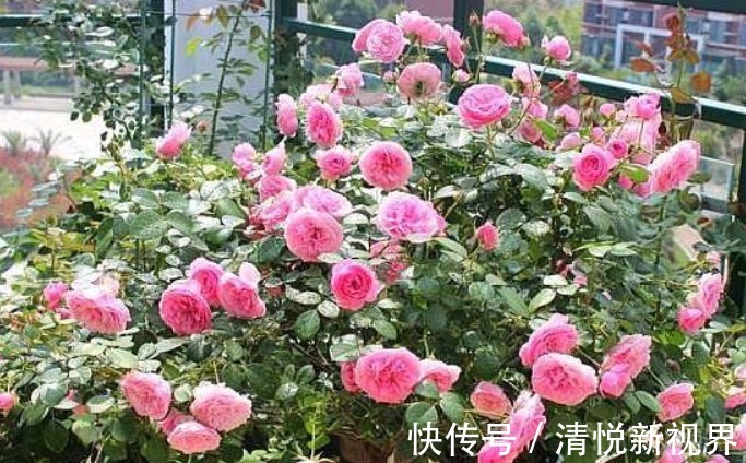 白根|扦插的月季不生根学会此4种“扦插技巧”,生根快好几倍