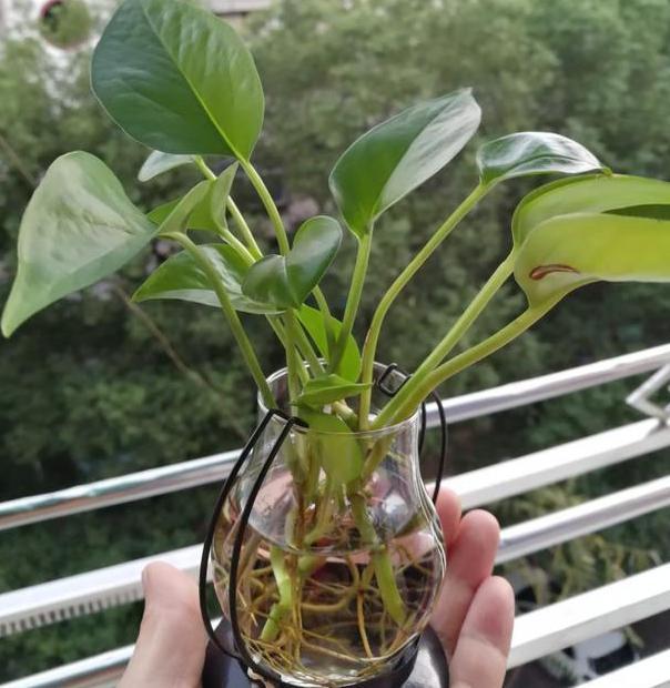 办公室水培绿萝,如何养护到位迎合5点小要求,茎叶四季常青