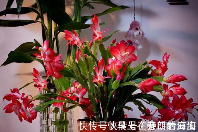 天冷|天冷了,15种漂亮花喜欢“大太阳”,多晒长得壮,花更多