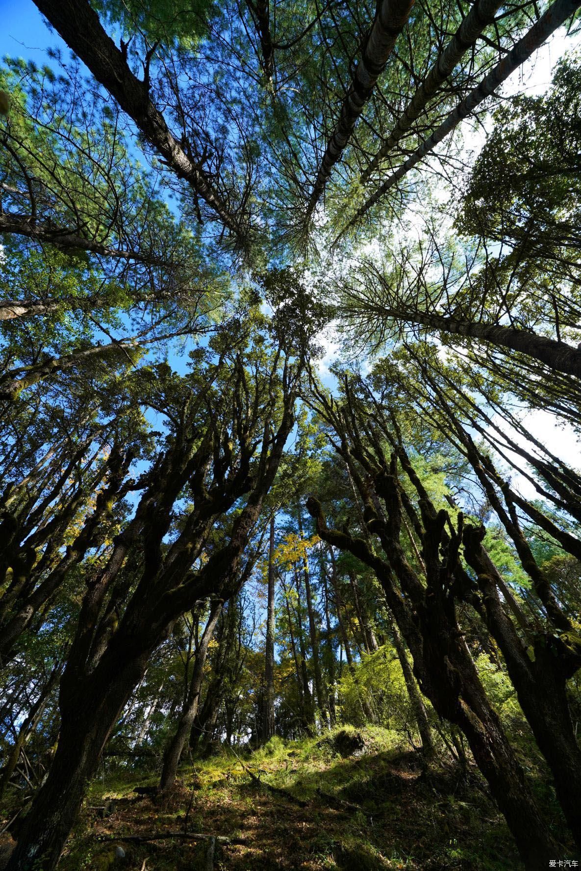 独自自驾游 欣赏最美的岗云杉林 体验环藏之旅的慢生活