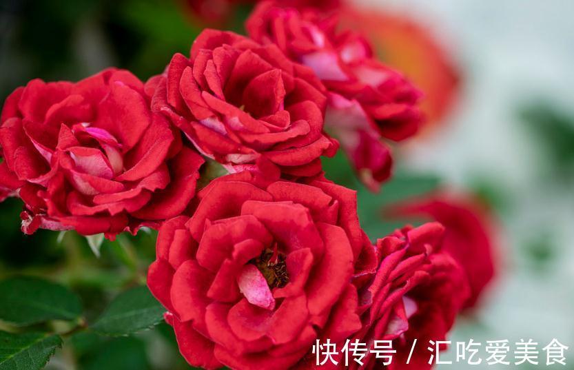 月季花苞下垂低头的4个原因,终于知道怎么回事了