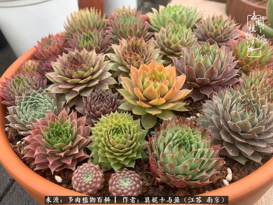 这多肉拼盘这么仙！如何制作达人手把手教你制作长生草拼盘！