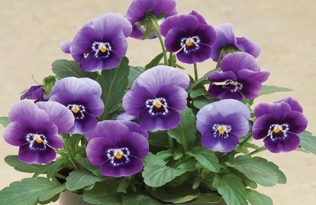 植物|冬季养这3种开花植物,好养不烂根,整个冬季花开不断!