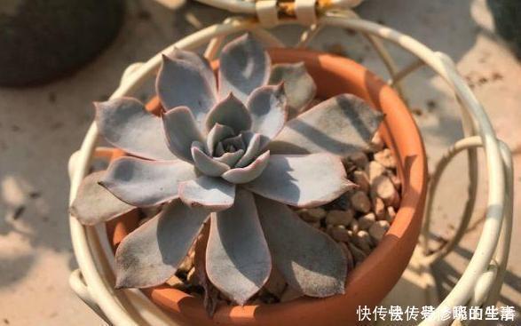 阳台上|给多肉盆栽浇水，寒冬谨记此3点，不怕冻不烂根，越冷越出状态