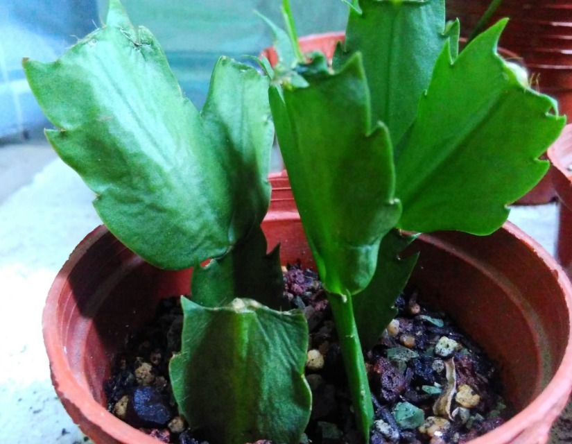 花钱买蟹爪兰傻，有点经验的人靠叶插，一下子育出多盆