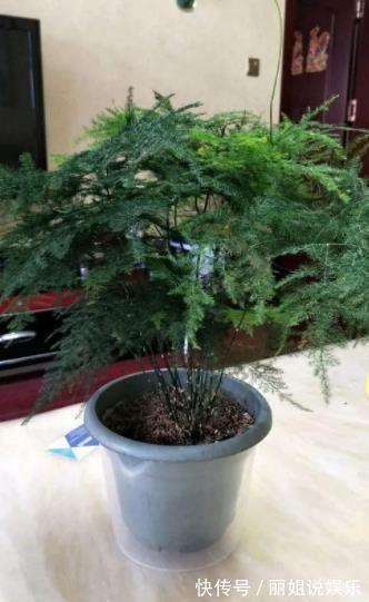 11月养文竹,经常做这“三件事”,安全过冬,猛长新芽和笋芽