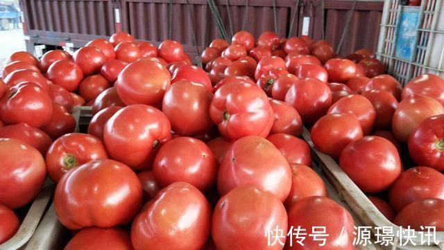 鉴别|买西红柿时要小心“激素西红柿”，学会4个方法，轻松鉴别