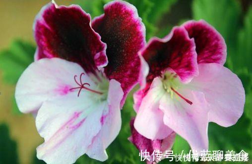 浇水|超漂亮的4种花，好养易活，30天不浇水照样生长，一年开花不断