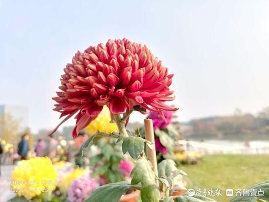 菊花|多彩济宁！初冬蓼河公园万菊花争艳，记得去打卡