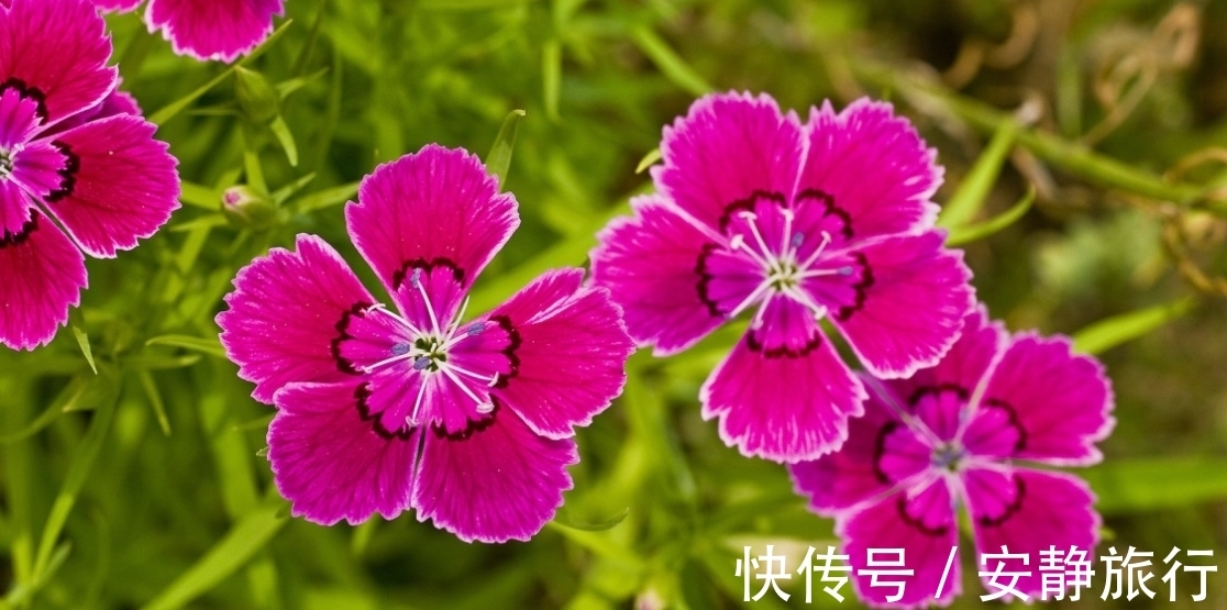 上涨|6月底，喜撞桃花运，缘分上涨，3大生肖旧爱归位，今生永结同心