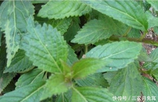 民间|农村的一种野草,被称为“肝草”,是治疗“肝炎”的珍贵民间良药