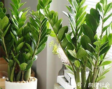 观赏性|4种花摆放在家中,不仅能净化空气,最重要的是能旺财