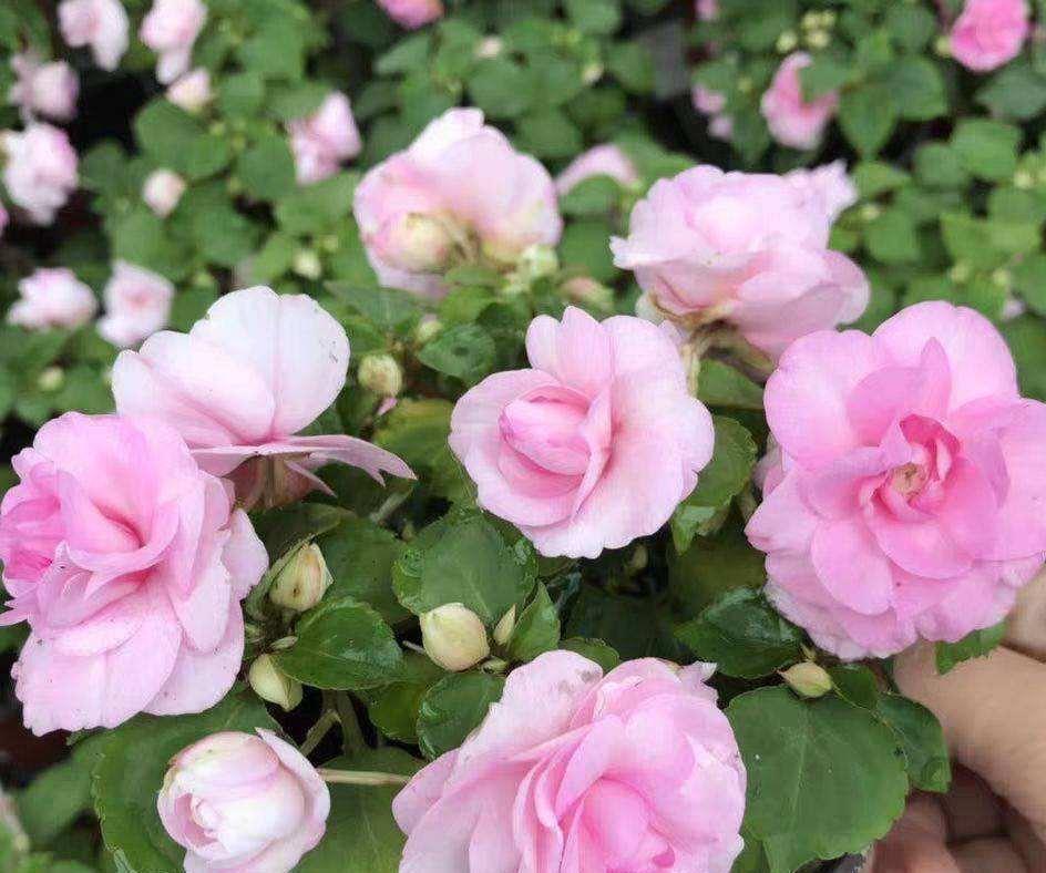 一种自带仙气的花，能扦插很好养，几点技巧让它长势好更多花