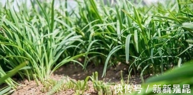 韭菜越长越细只是营养不足？看看下文，你就可以找到解决办法
