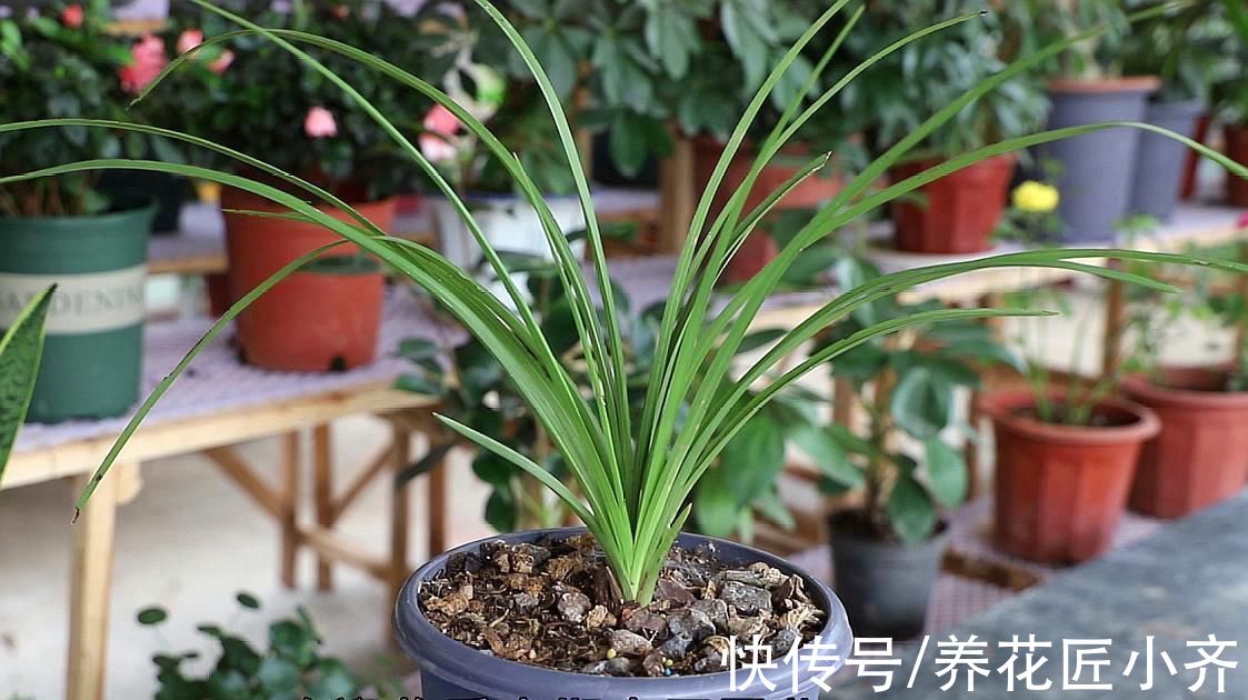 兰花换盆别盲目，不仅要选对时间，还要掌握技巧，否则影响开花