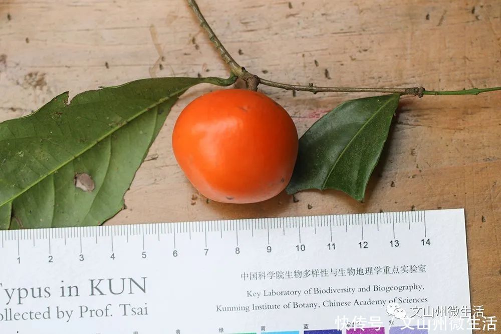 文山州这里发现五层龙