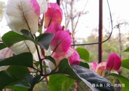 花友|这3种“耐旱花”，一个月不浇水都没事，非常好养护轻松长爆盆