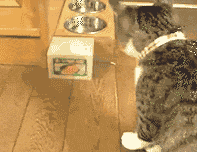 |搞笑动图:这是个什么怪东西,接我一掌!