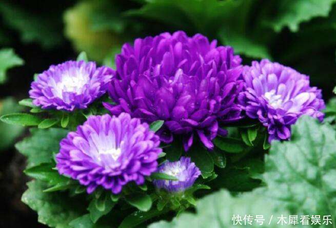 此花|此花是富贵之花,象征着大富大贵,花开似天鹅绒球,绚丽多姿!