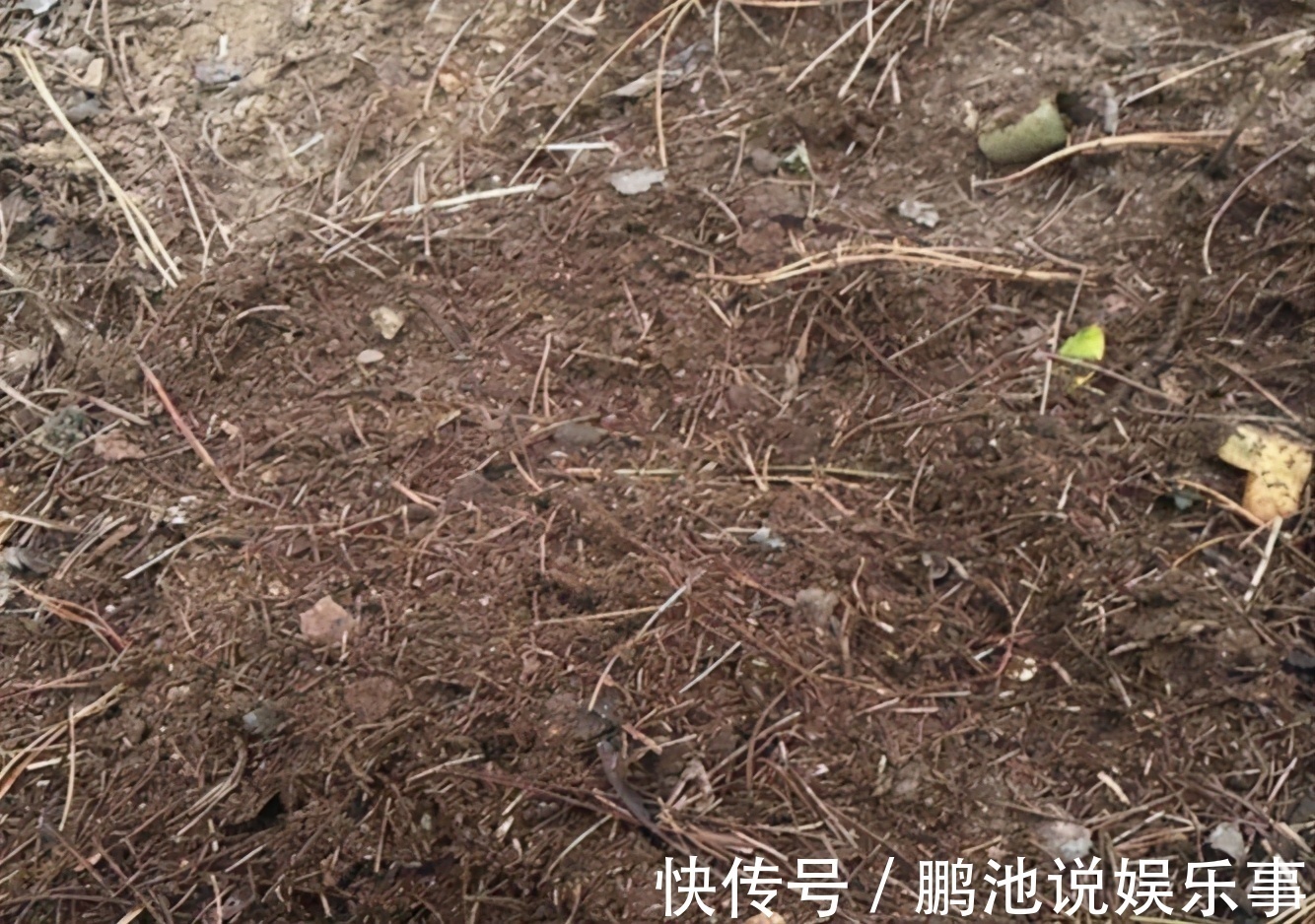 花肥|野外随便捡回家的松针,需要经过哪些“加工”才能养花补肥?