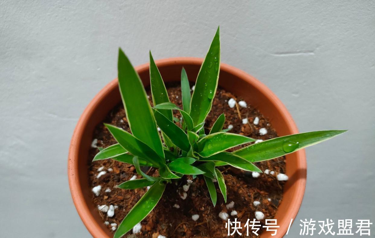 养好吊兰,3个方面不能少,郁郁葱葱、小吊兰很多、能开花