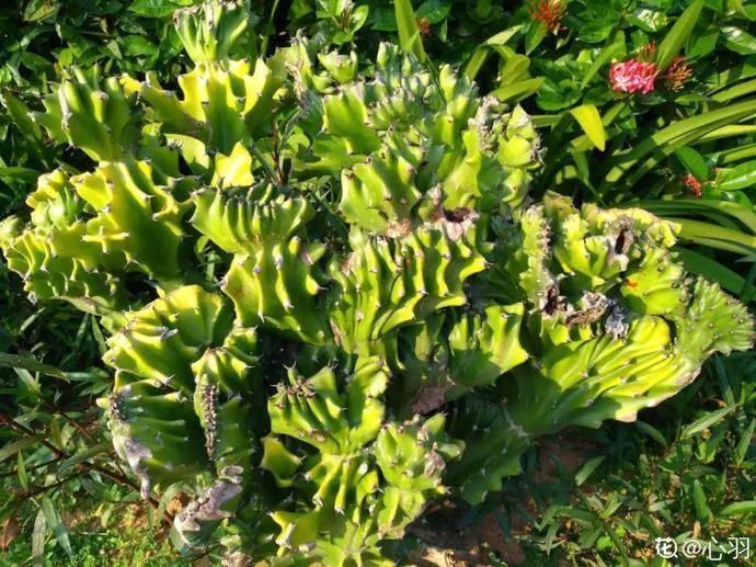 彩麒麟|5种丑的难入眼的花,养客厅镇宅守家,越养越气派