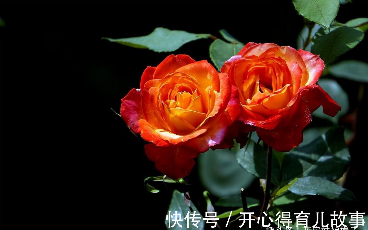 这八种花卉的香味堪比“香水”,阳台上栽一盆，花香就能飘满屋