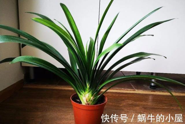 盆栽|立秋后,打理君子兰盆栽,甭急着干这3件事,不然人受穷花遭殃