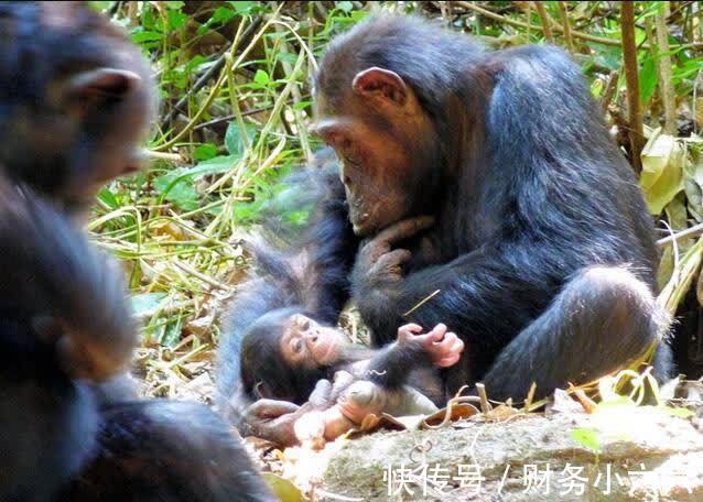 疼痛|人类分娩究竟有多痛?为什么动物分娩那么轻松,人类却痛不欲生?