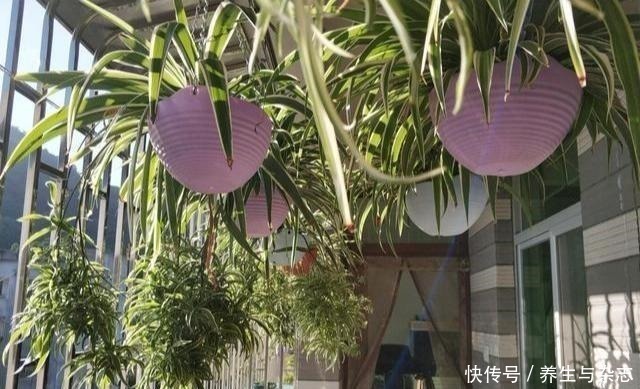施肥|家里养吊兰懒人不施肥,做到这3步,照样垂藤,爆盆!