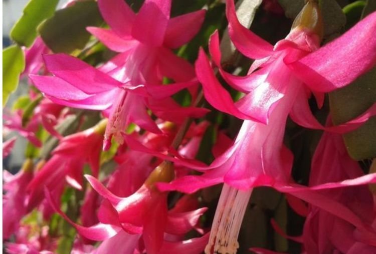 最有仙气的4种花,迷人的花朵,开花鲜艳、花期长