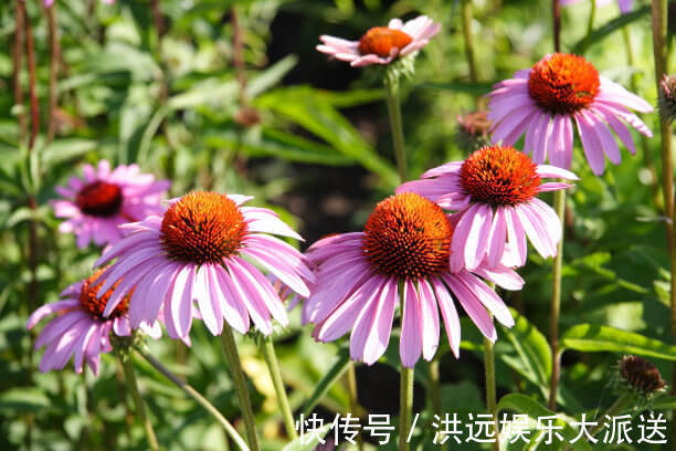 颜色|夏天养什么菊花不能少,颜色种类多,还可以治疗呼吸疾病的菊花