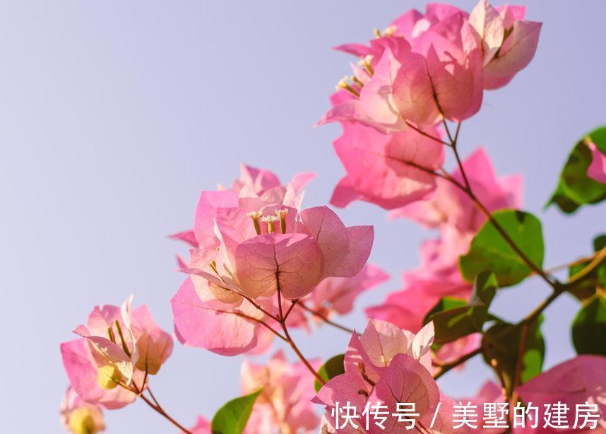 三角梅|三角梅小苗买回家，这样缓苗操作，不出半年就爆花