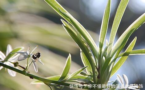 家养吊兰总是长不好用上这些小东西，蹭蹭止不住的长